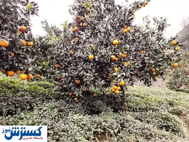 نگرانی باغداران از نابسامانی بازار مرکبات