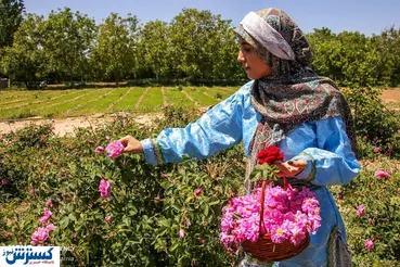 تصاویر/ برداشت گل محمدی از «دهکده گل» بجنورد