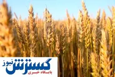آیا خودکفایی در گندم یک تصمیم منطقی است؟