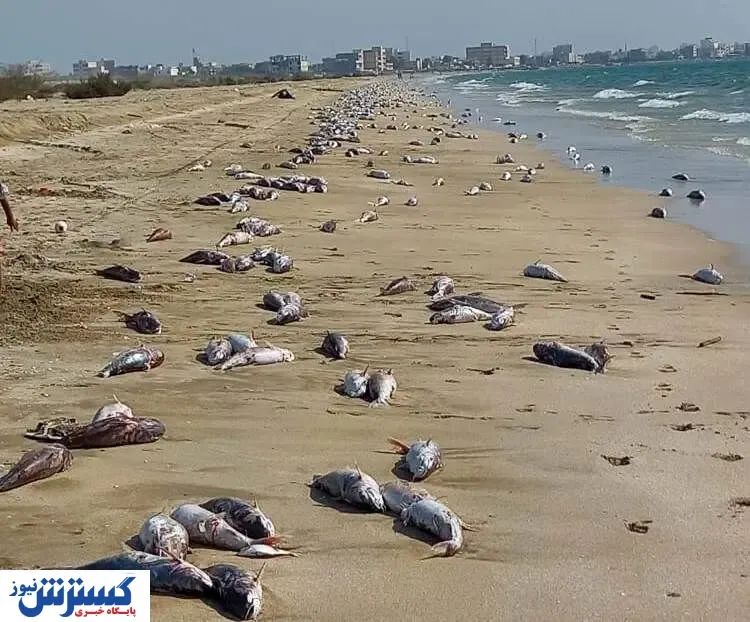 دلایل احتمالی مرگ ماهیان در سواحل جاسک