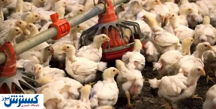 عرضه گوشت طیور افزایش یافت+جزئیات