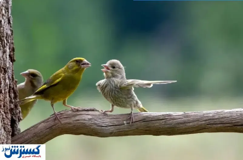 مسابقه عکاسی کمدی حیات‌وحش / ثبت لحظه‌های خنده‌دار از رفتار حیوانات