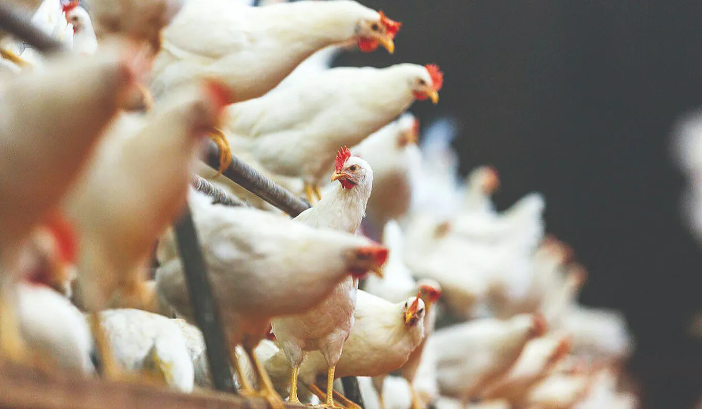 قیمت مجاز برای فروش هر کیلو مرغ اعلام شد / مردم هوشیار باشند