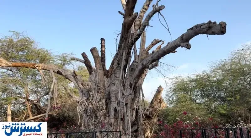 نابودی درخت سبز کیش