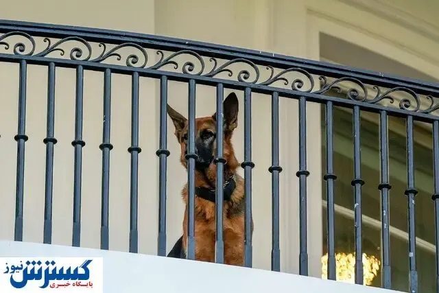 سگ خانواده بایدن از کاخ سفید اخراج شد