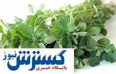 رابطه شنبلیله با دیابت!