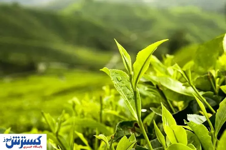 دستور کنترل قیمت چای صادر شد | کشور روی ارزانی را می‌بیند ؟