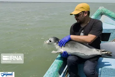 تصاویر/ عملیات نجات فُک خزری