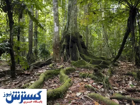 خطر فلج شدن انسان در این پارک  عجیب! + تصاویر
