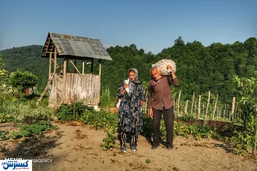 تصاویر/ سیب‌زمینی در اوج گرانی