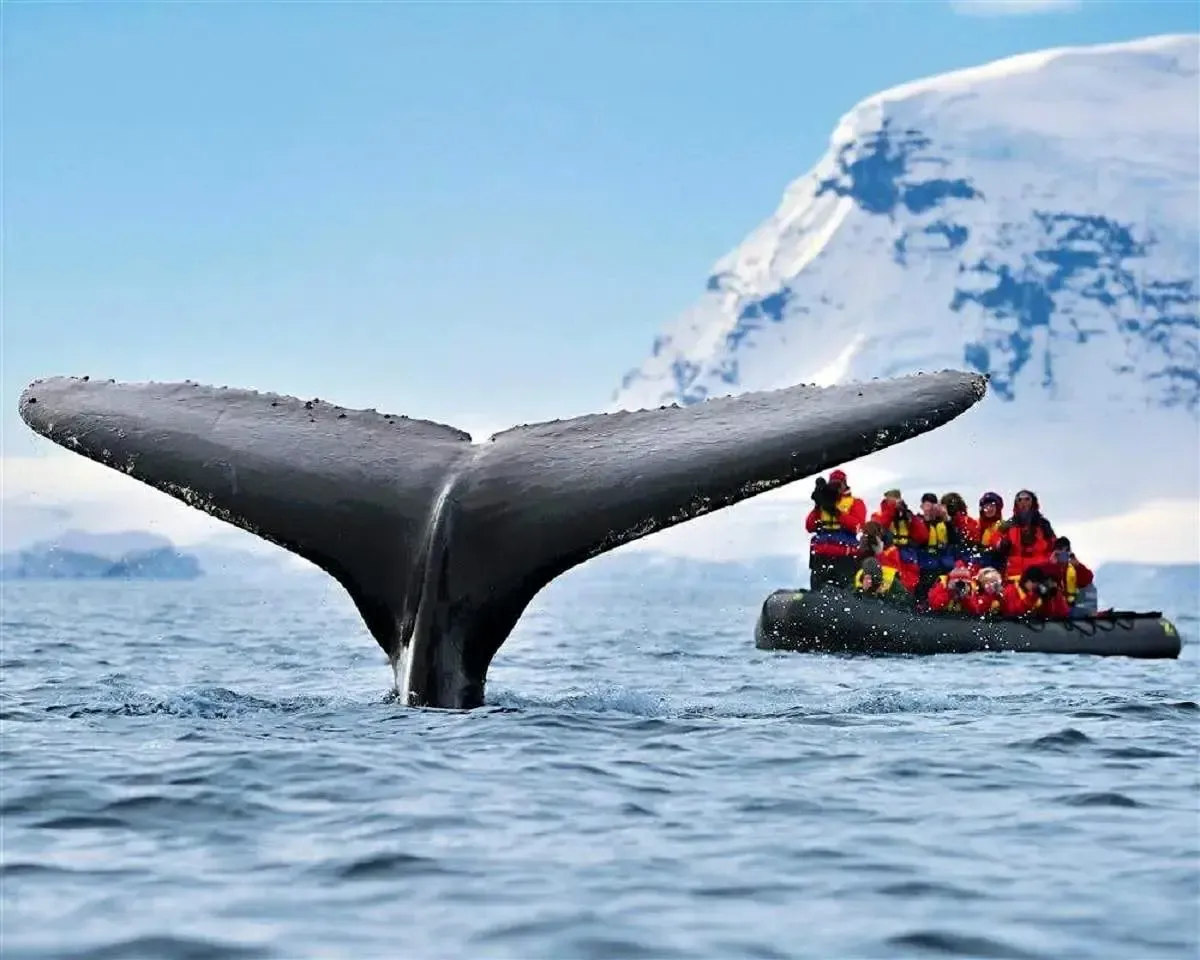 هزینه سفر به قطب جنوب | سفری مخصوص از ما بهتران!