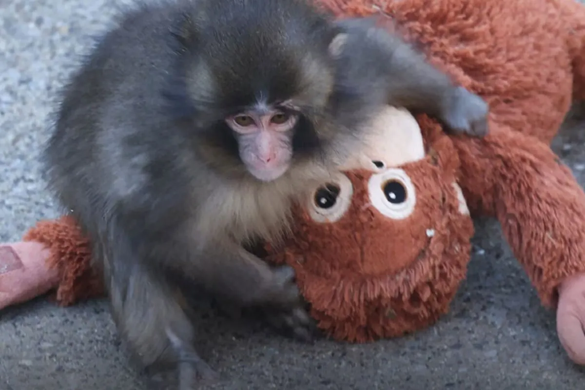 عروسک محبوب پانچ در سبد خرید مردم / اورا-ماما چگونه بازار عروسک دنیا تکان داد؟