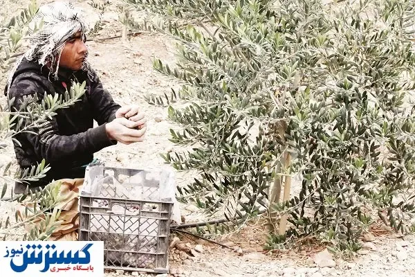 چرخه معیوب خصوصی‌سازی در بخش کشاورزی