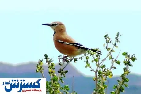 جشنواره پاییزی برای دیدن تنها پرنده بومی ایران/روستای پلکانی میزبان دوازدهمین جشنواره گردشگری