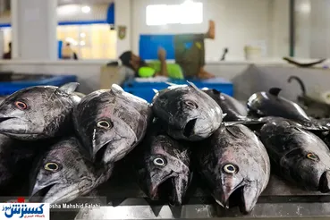 تصاویر/ بازار ماهی فروشان بندرعباس