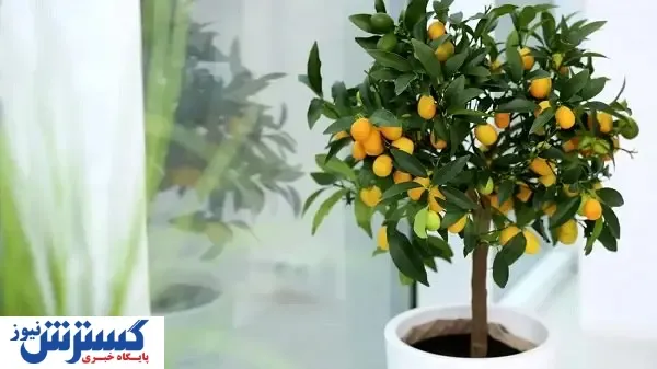 علت خشک شدن برگ های درختچه کامکوات + روش نگهداری