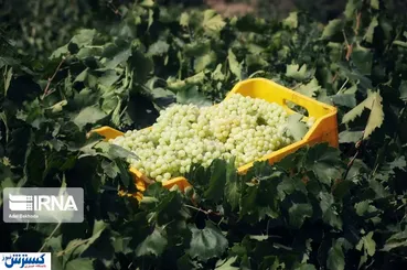 تصاویر / تهیه کشمش در «دره جوزان»