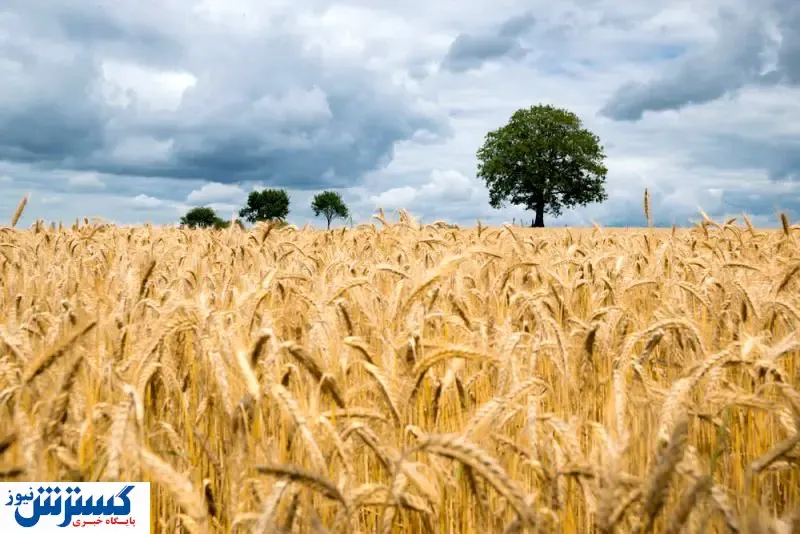 قیمت جدید گندم اعلام شد / ۱۵ آبان