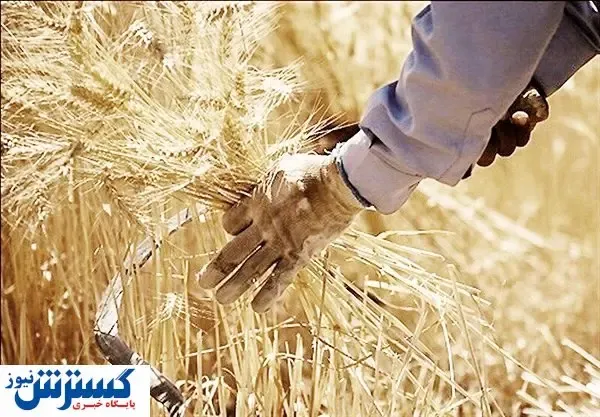 پرونده نرخ گندم در راهروهای «تجدیدنظر»