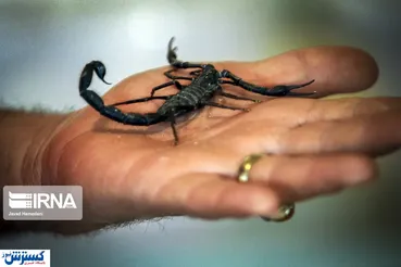 تصاویر/ پرورش عقرب با سرمایه ۳ میلیارد تومانی