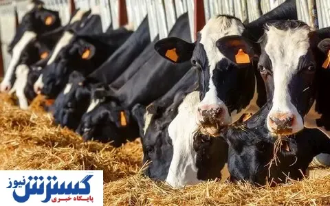 خبر خوش برای تمام دامداران | تزریق ارز انجام شد