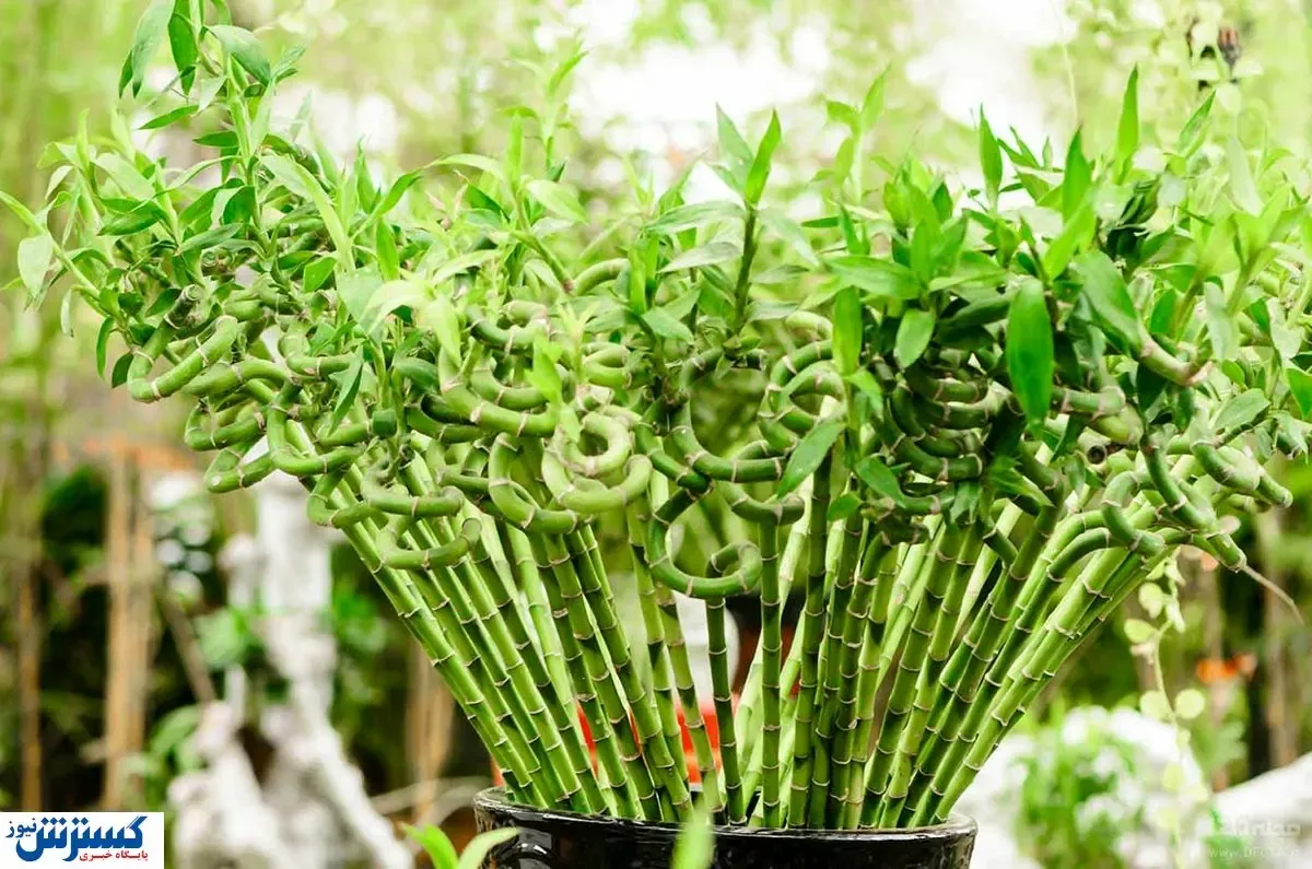 با سبزترین نماد ثروت آشنا شوید / قیمت بامبو از گیاه تا ظروف!
