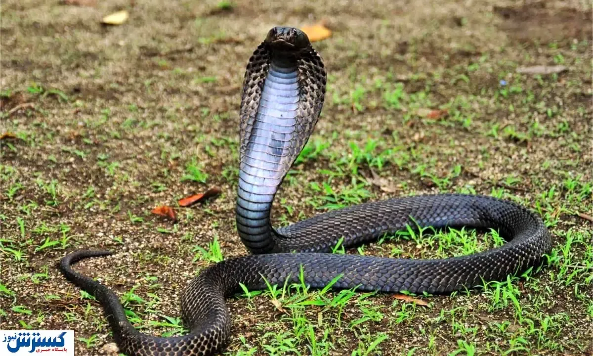 ترسناک‌ترین مار ایران جان دو کودک را گرفت
