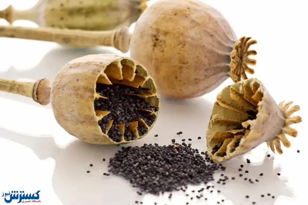 کشت خشخاش در ایران دوباره بر سر زبان ها افتاد