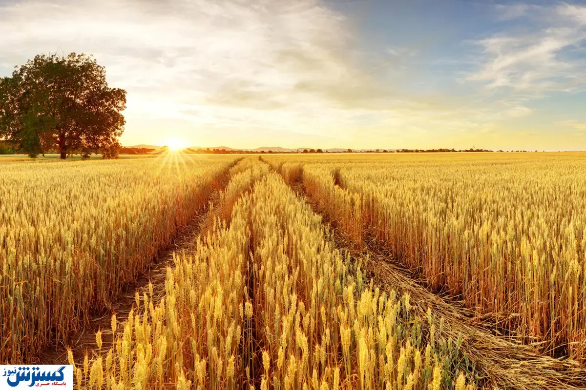 زنگ خطر برای گندمکاران و سفره مردم؛ افزایش قیمت نان در راه است
