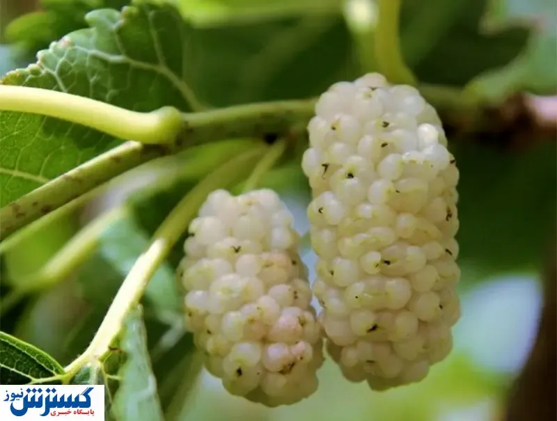 افراد مبتلا به کرونا این میوه را بخورند