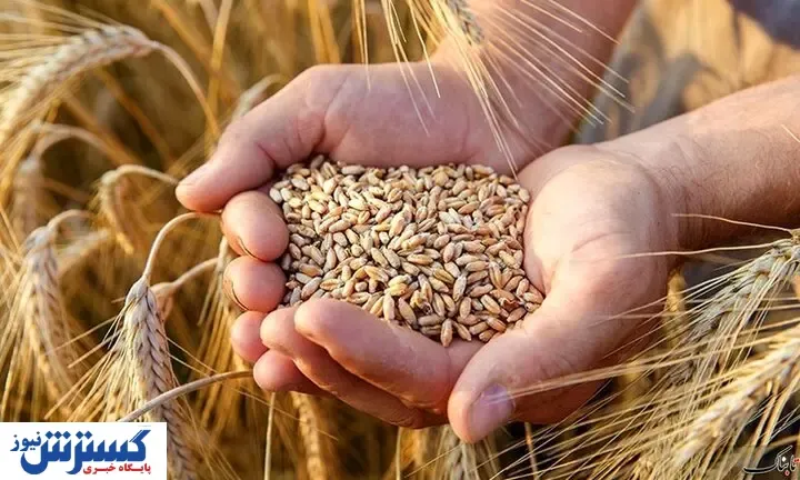 کشمکش بر سر قیمت پیشنهادی خرید تضمینی گندم