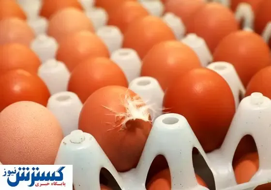 تفاوت نرخ تخم مرغ بسته بندی با فله‌ای قابل قبول نیست