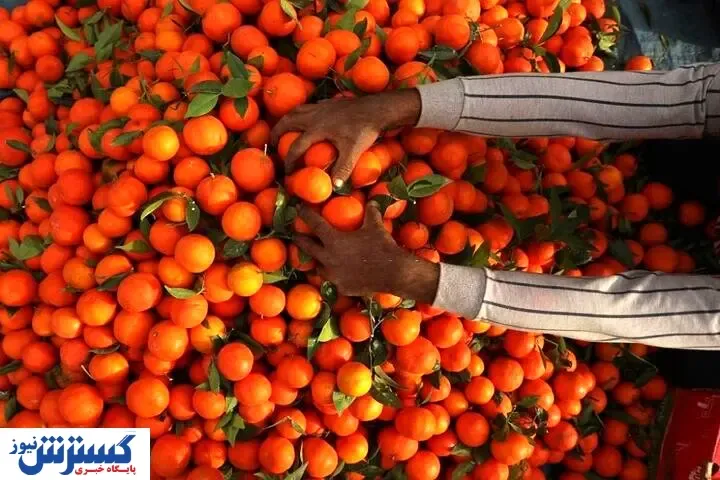 دست دلالان کوتاه نشود،قیمت مرکبات بالا می رود
