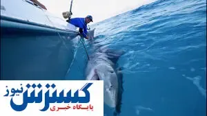 کشف ۸ هزار قطعه کوسه و وال قاچاق