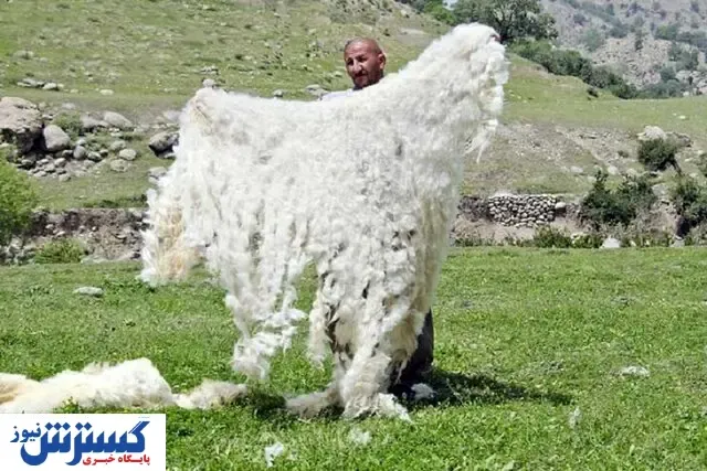پشم در کشور تمام شد؟/ یک مسئول خبر داد