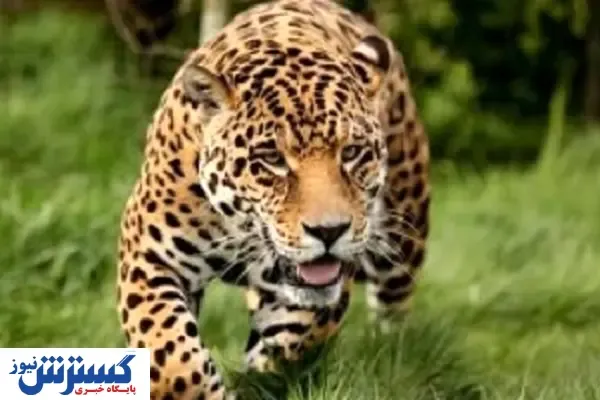 مشاهده پلنگ در پارک جنگلی گرگان!