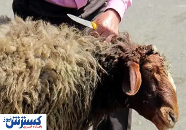 قیمت دام زنده برای عید قربان