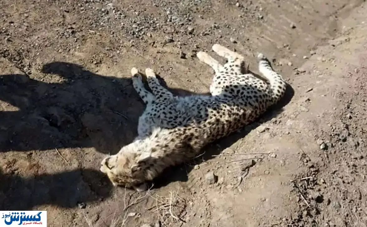 یک یوزپلنگ دیگر تلف شد / بی‌توجهی و بی‌تدبیری تا کجا ادامه دارد؟