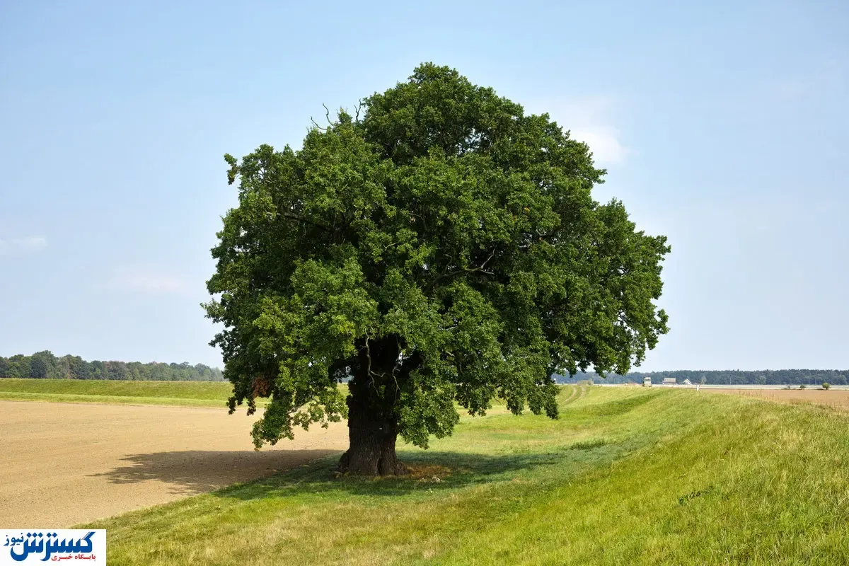 عکس پربازدید از درختی که تاریخ ایران را تخریب کرد+عکس