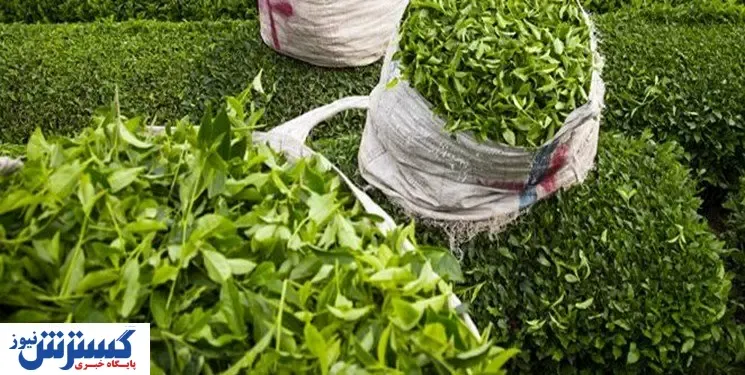 ۸۵ درصد از مطالبات چایکاران پرداخت شد