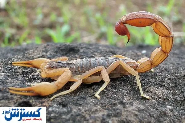 عقرب سیاه چطور در ۱۵ دقیقه انسان را می‌ کشد