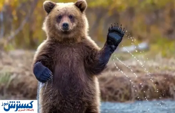 خبر خوش از جنگل های رامسر | خرس قهوه ای و توله اش خودی نشان دادند! +فیلم