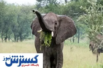 این فیل‌ها مثل انسان غذا می‌خورند