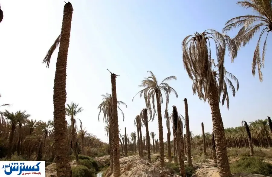 بی آبی ۷۵۰۰ نخل را خشک کرد!
