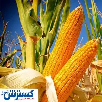 بلال بخور و دندانهای سالم داشته باش