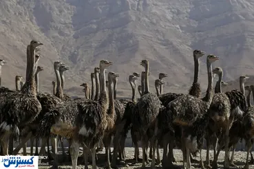 تصاویر / مزرعه شترمرغ