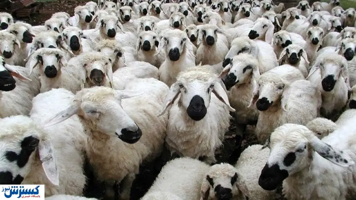 ۳۷۰ کشتارگاه دام در عید قربان فعال هستند