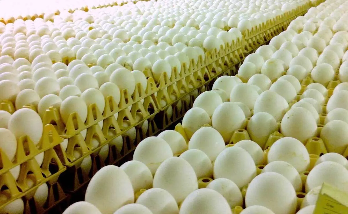 ارسال تخم مرغ ایران به عراق و افغانستان/ زیان ۵۰۰ میلیاردی نصیب کشور شد