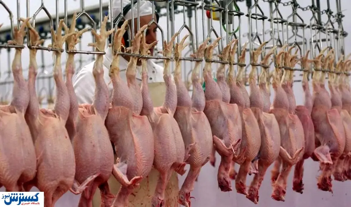 تفاوت قیمت عجیب مرغ بین ۲ استان / رانت چند میلیاردی در بازار