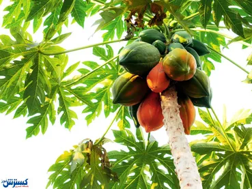 رونمایی از میوه پاپایا در ایران | کدام استان پیش قدم کشت شد؟